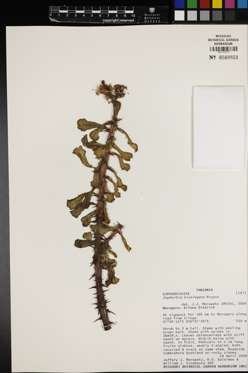 Euphorbia biselegans photo 2