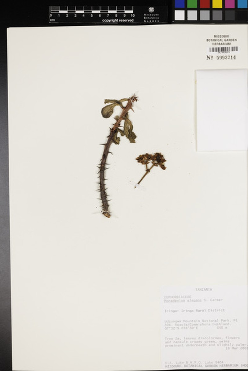 Euphorbia biselegans photo 3