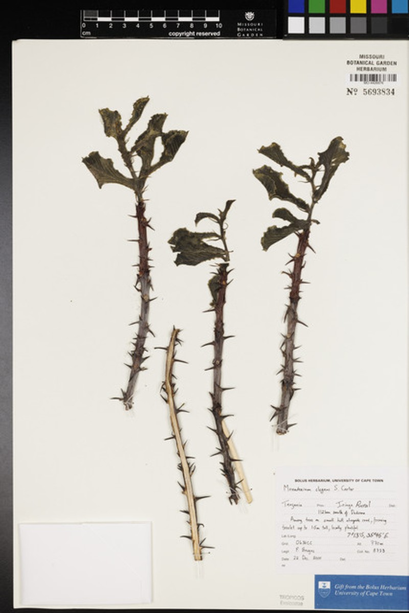 Euphorbia biselegans photo 4