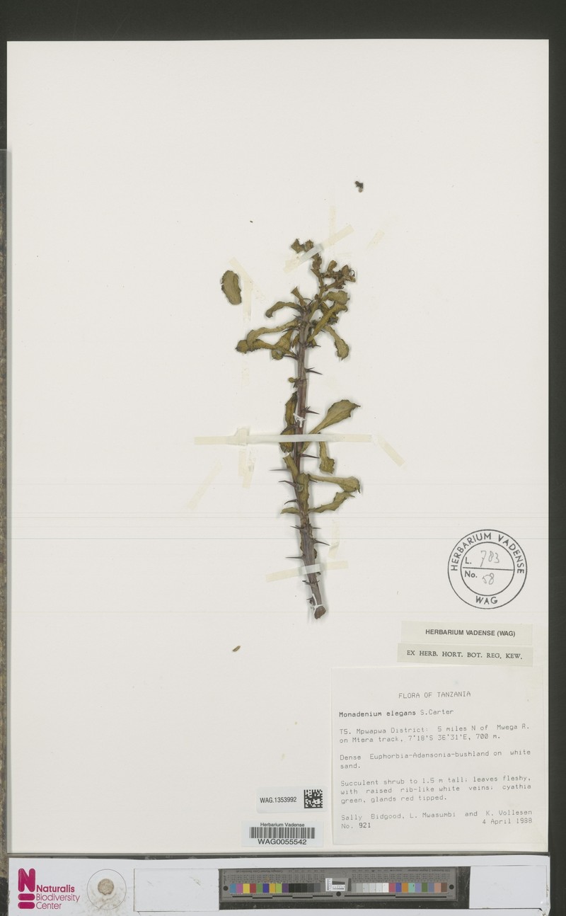 Euphorbia biselegans photo 5