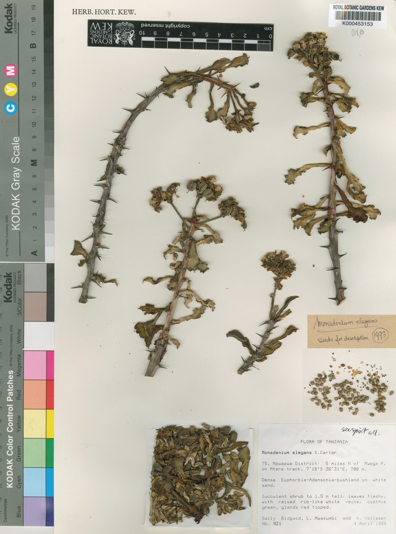 Euphorbia biselegans photo 7