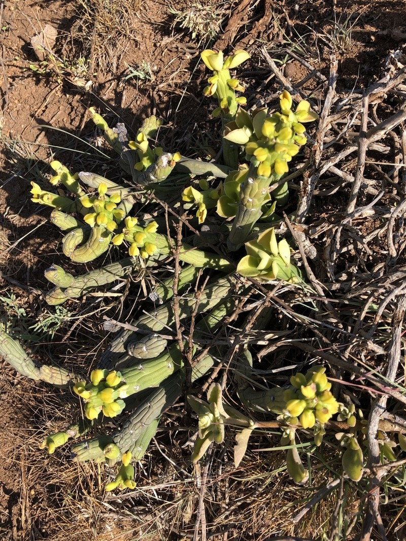 Euphorbia bisellenbeckii