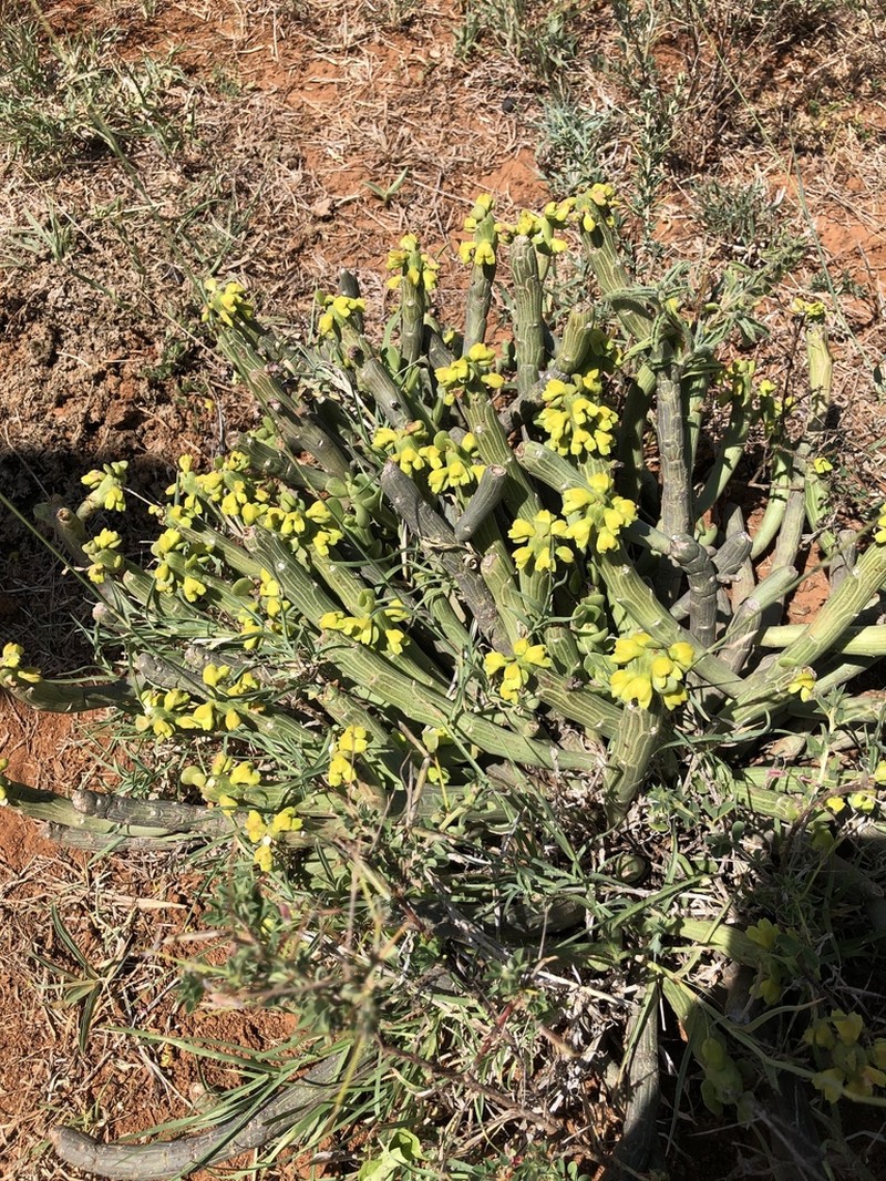 Euphorbia bisellenbeckii photo 2