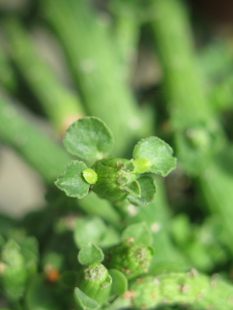 Euphorbia bisellenbeckii photo 3