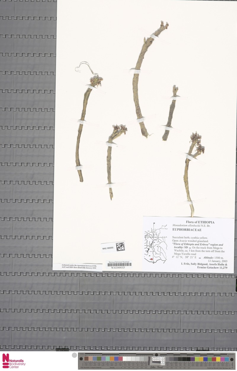 Euphorbia bisellenbeckii photo 5