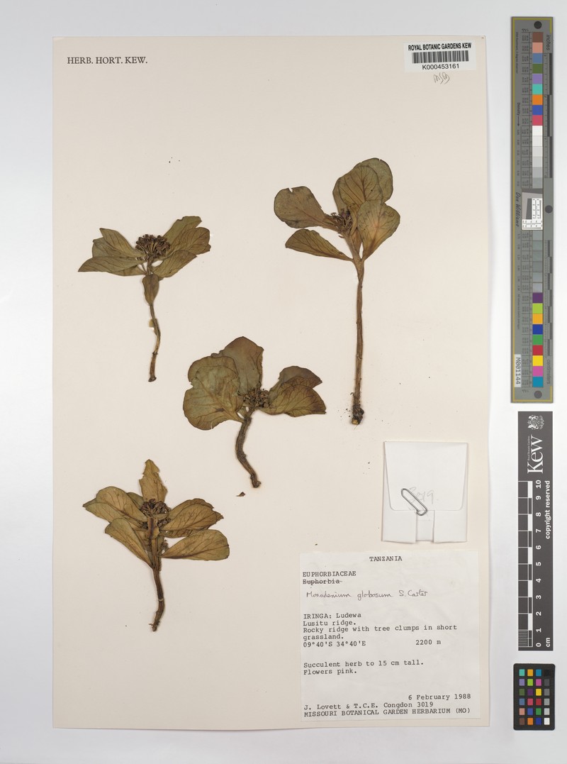 Euphorbia bisglobosa