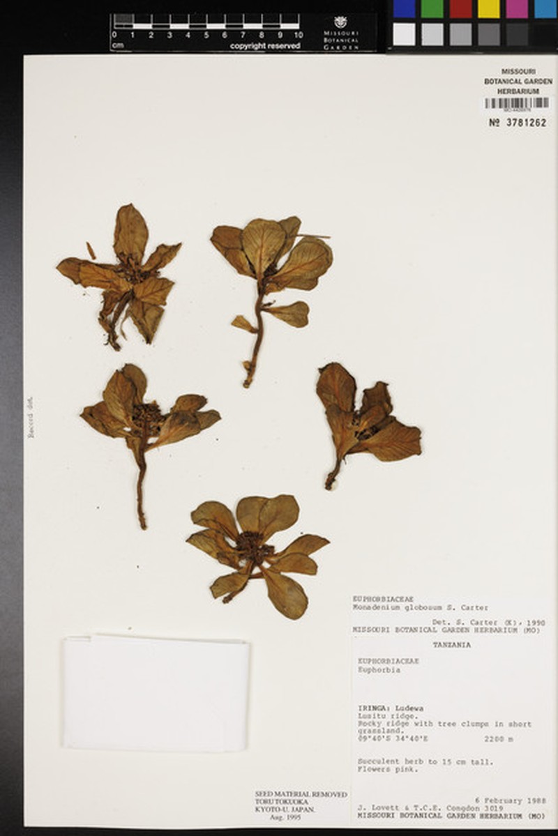 Euphorbia bisglobosa photo 2