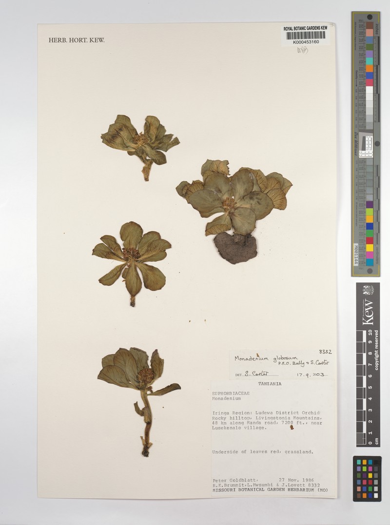 Euphorbia bisglobosa photo 3