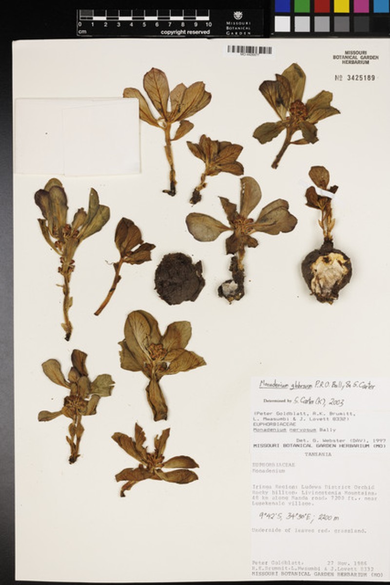 Euphorbia bisglobosa photo 4