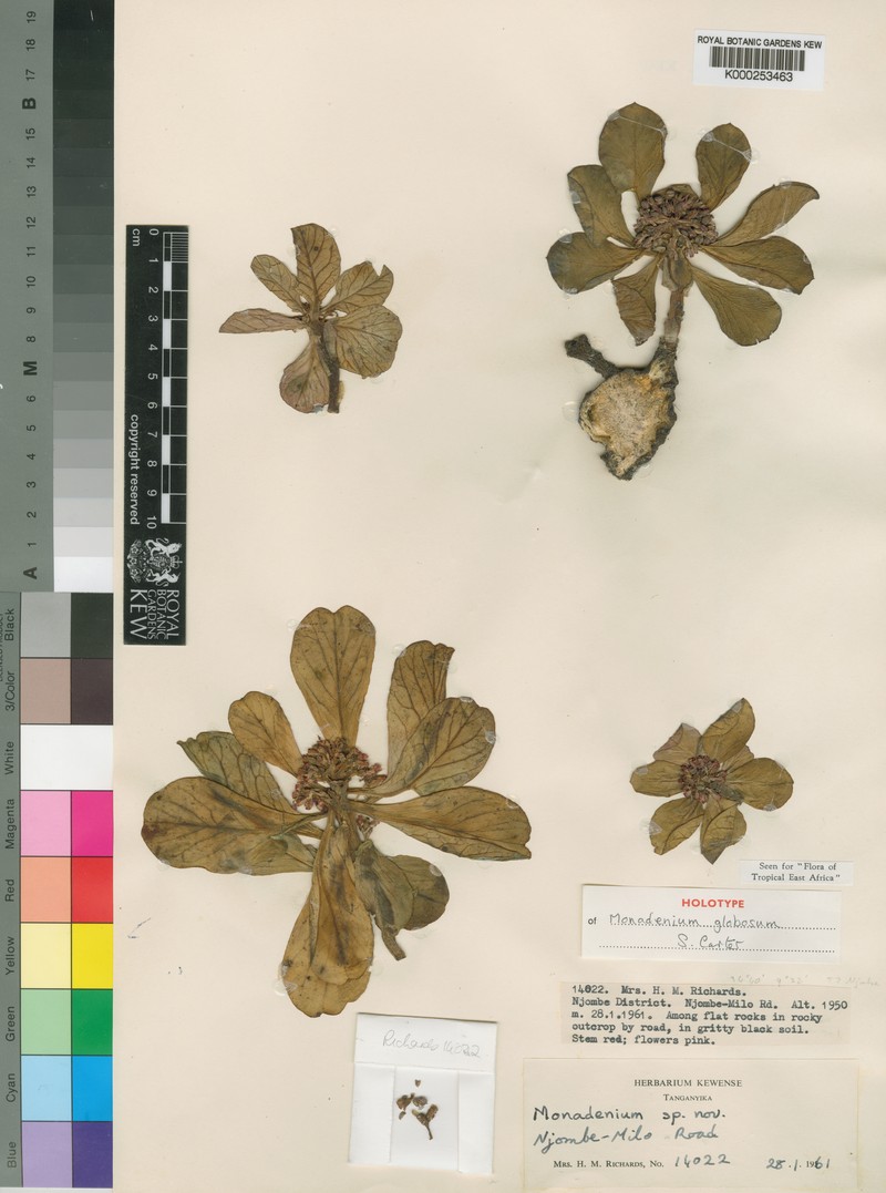 Euphorbia bisglobosa photo 5
