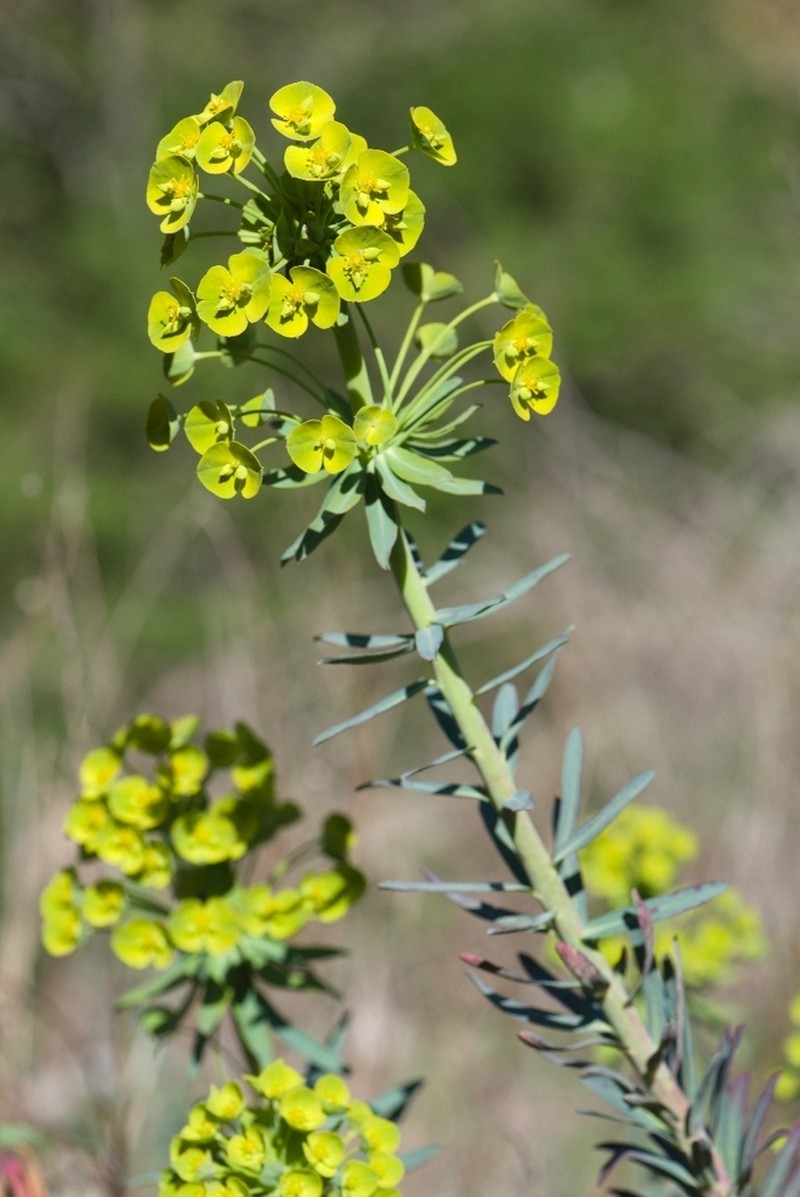 Euphorbia biumbellata