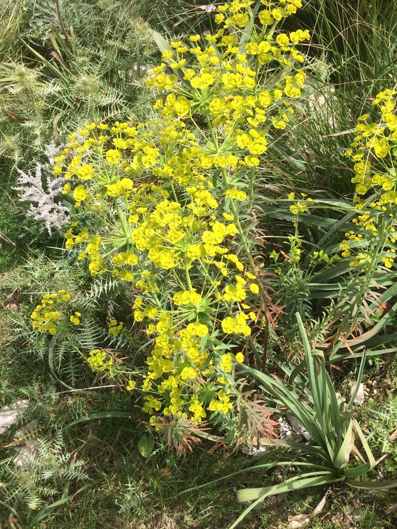 Euphorbia biumbellata photo 2