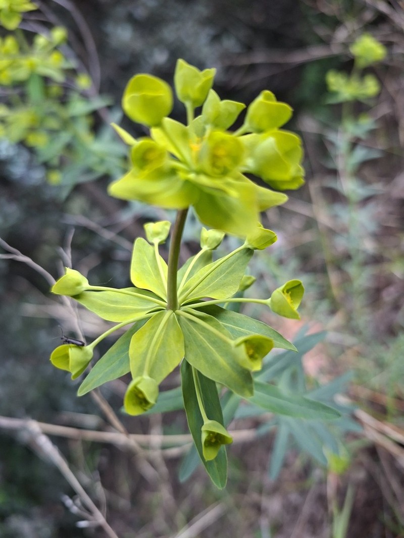Euphorbia biumbellata photo 3