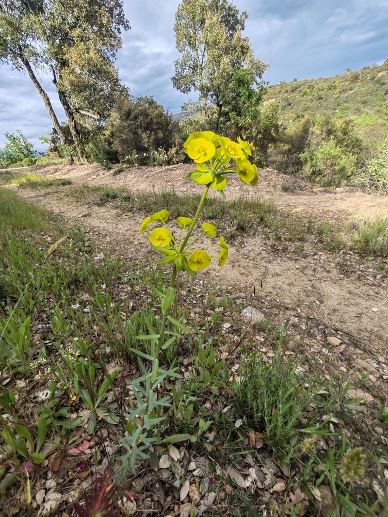 Euphorbia biumbellata photo 4