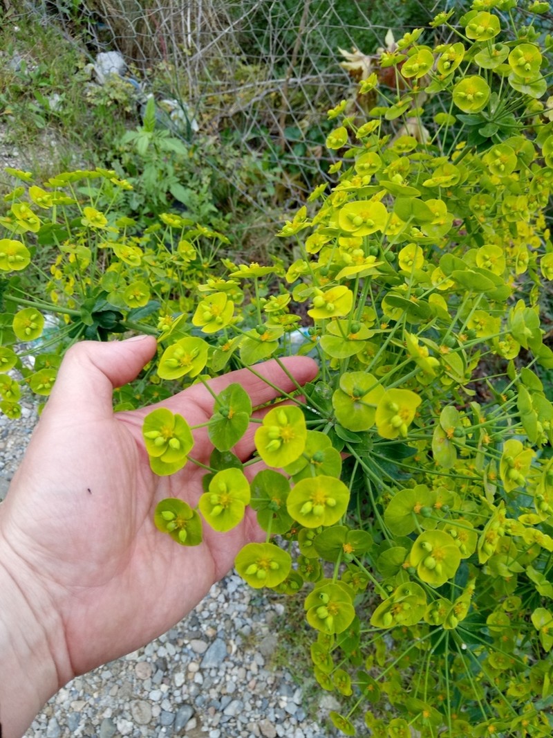 Euphorbia biumbellata photo 5
