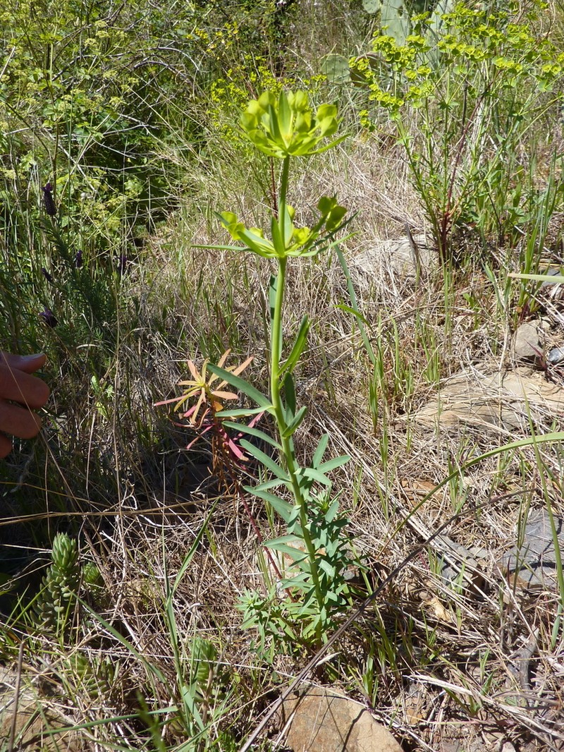 Euphorbia biumbellata photo 6