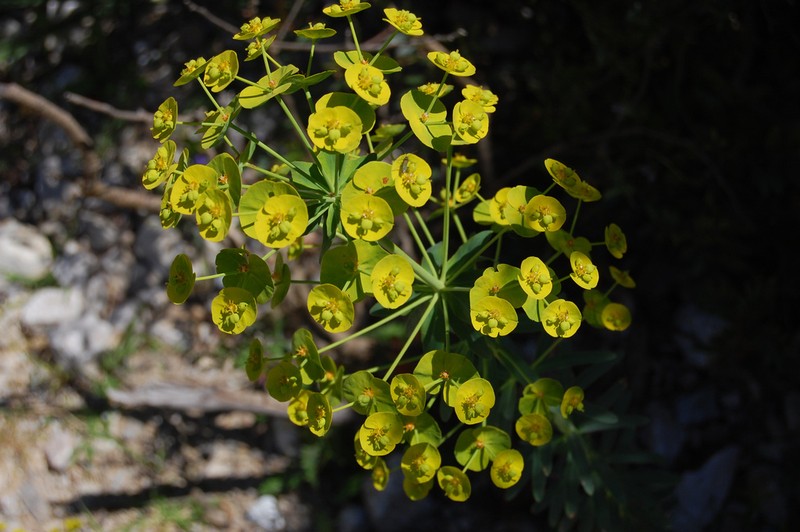 Euphorbia biumbellata photo 7