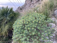 Euphorbia bivonae