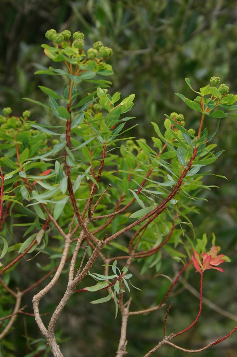 Euphorbia bivonae photo 2