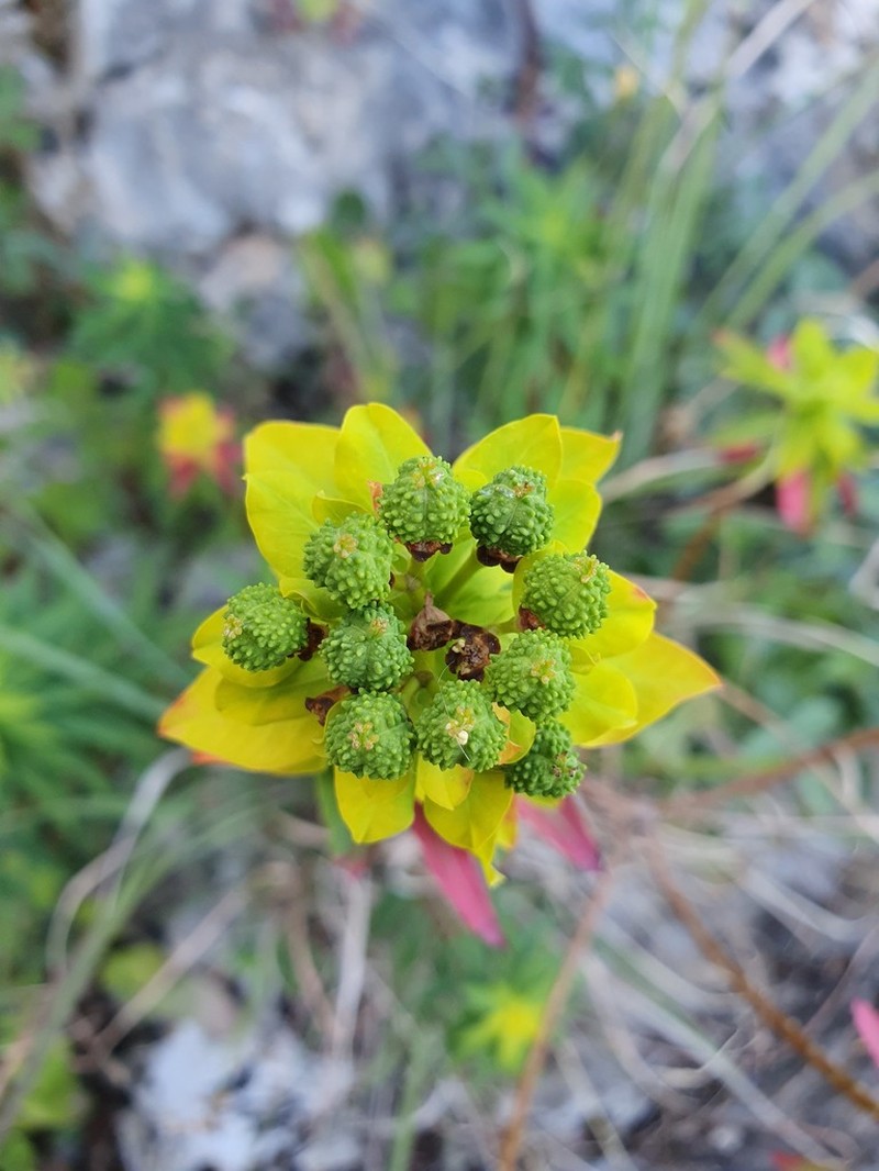 Euphorbia bivonae photo 4
