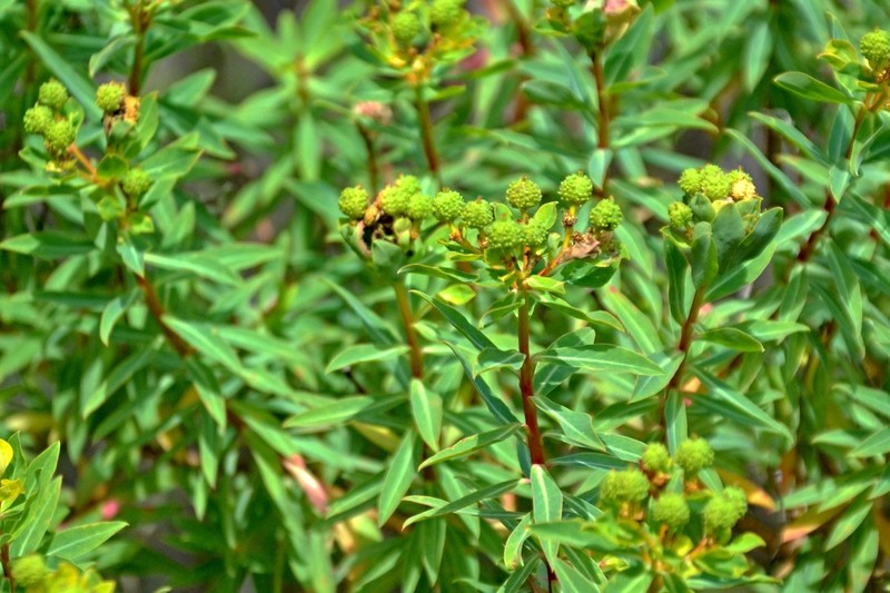 Euphorbia bivonae photo 5