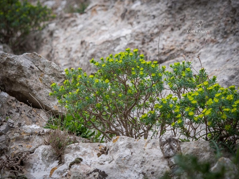 Euphorbia bivonae photo 7