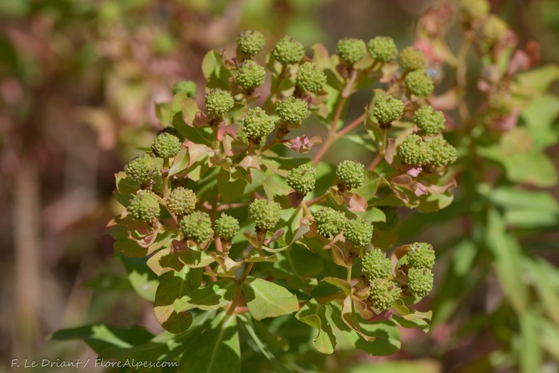 Euphorbia bivonae photo 8