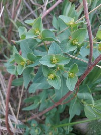 Euphorbia blepharophylla