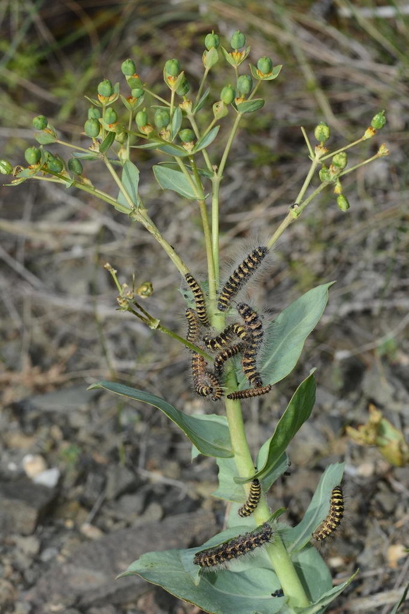 Euphorbia blepharophylla photo 4