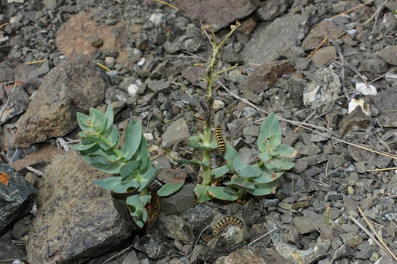 Euphorbia blepharophylla photo 6