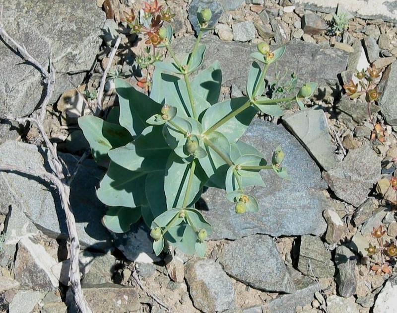 Euphorbia blepharophylla photo 7