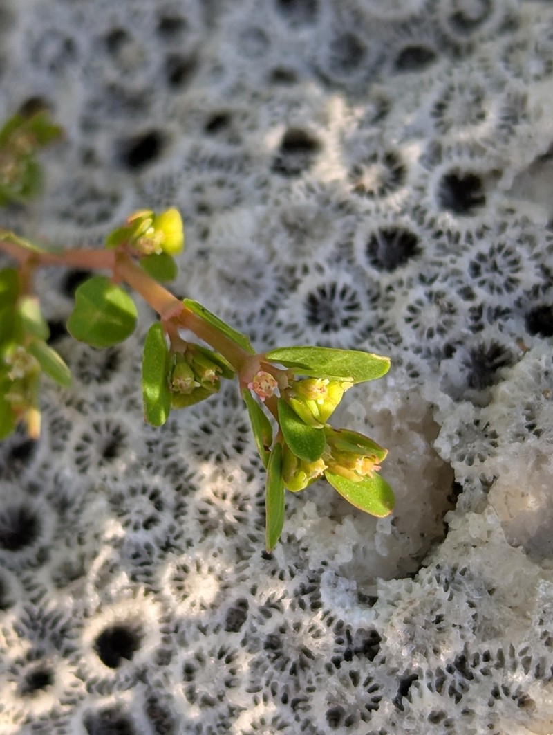 Limestone Sandmat photo 4