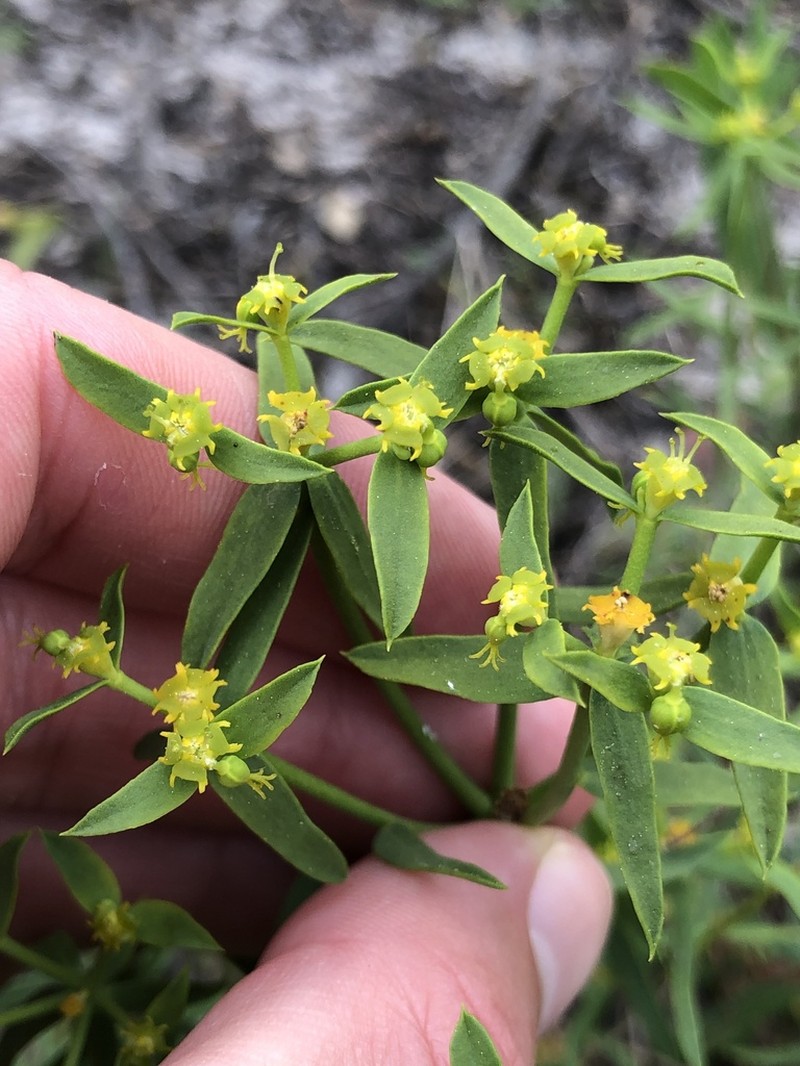 Euphorbia boetica photo 2