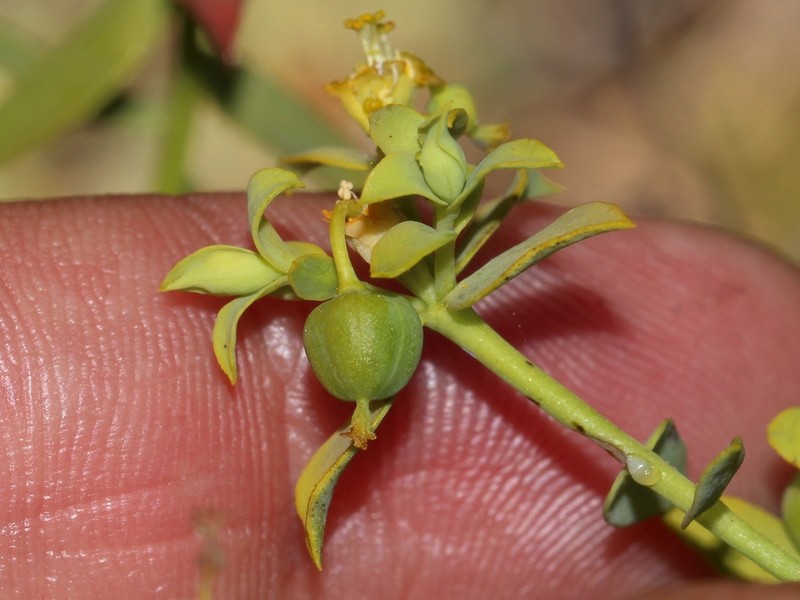 Euphorbia boetica photo 3