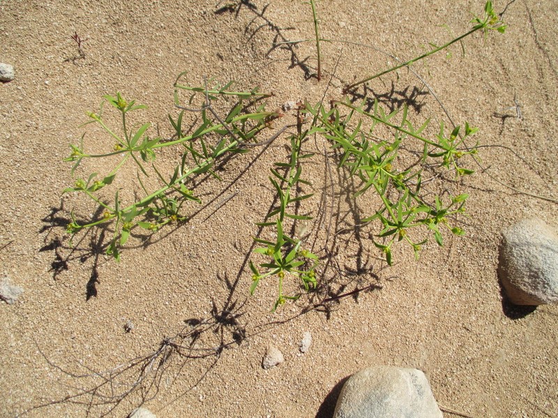 Euphorbia boetica photo 4
