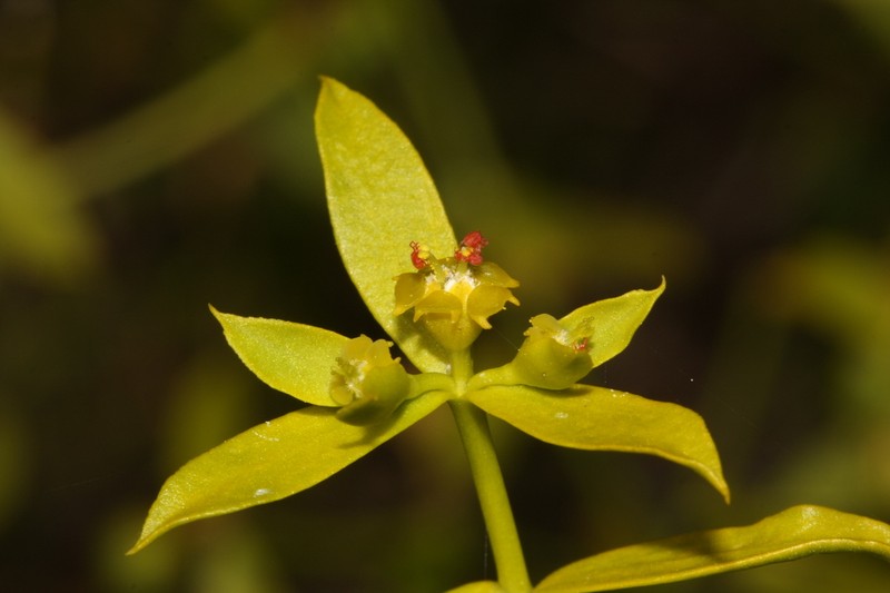 Euphorbia boetica photo 5