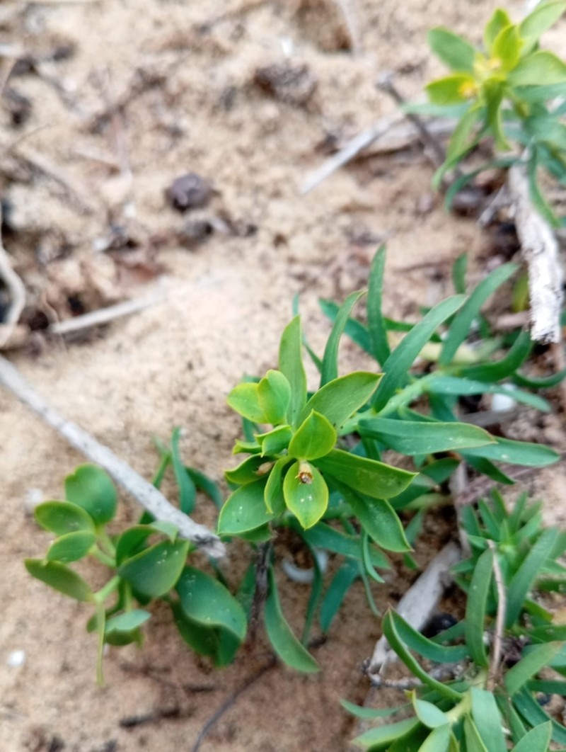 Euphorbia boetica photo 6