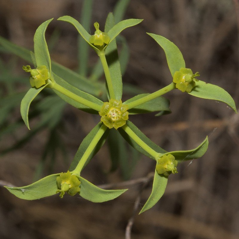 Euphorbia boetica photo 7