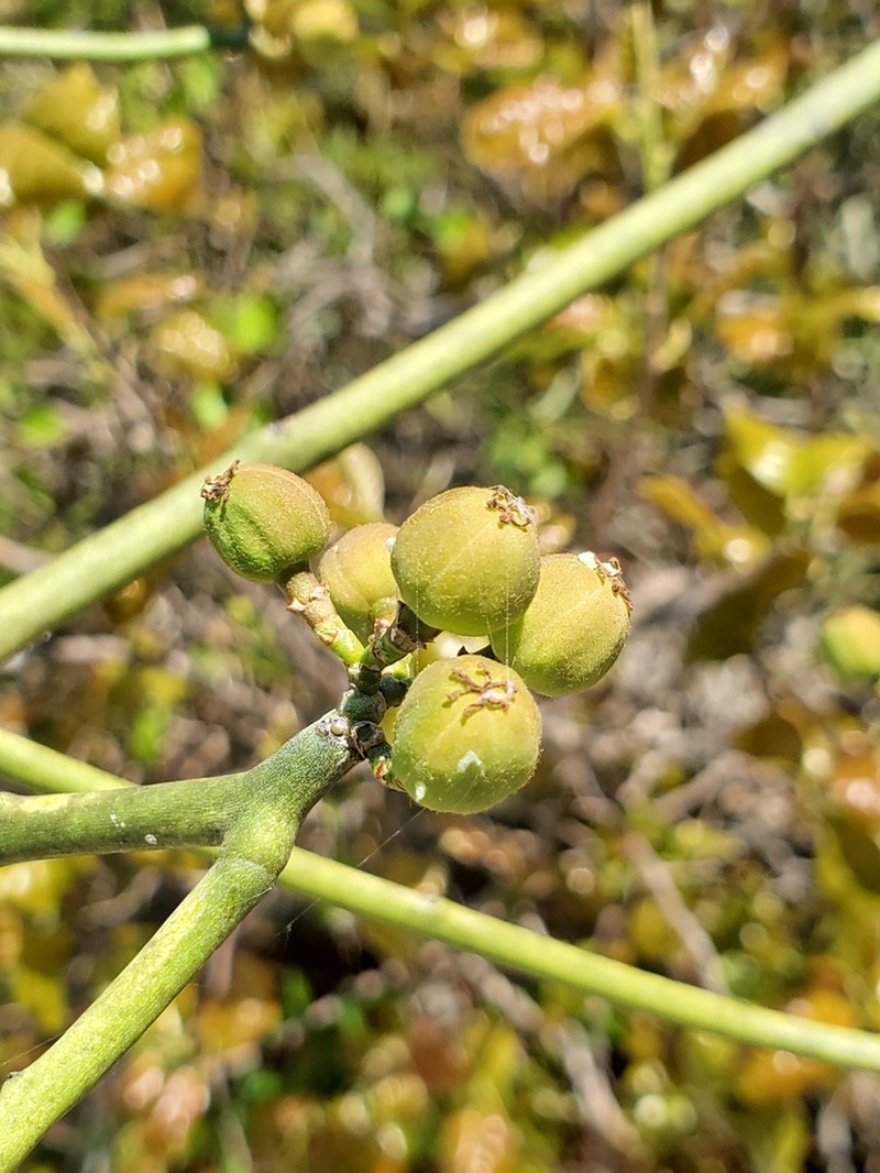 Euphorbia boinensis photo 3