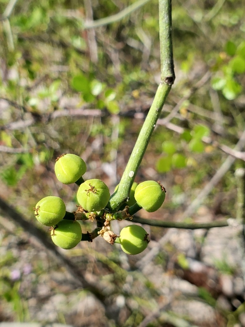 Euphorbia boinensis photo 4
