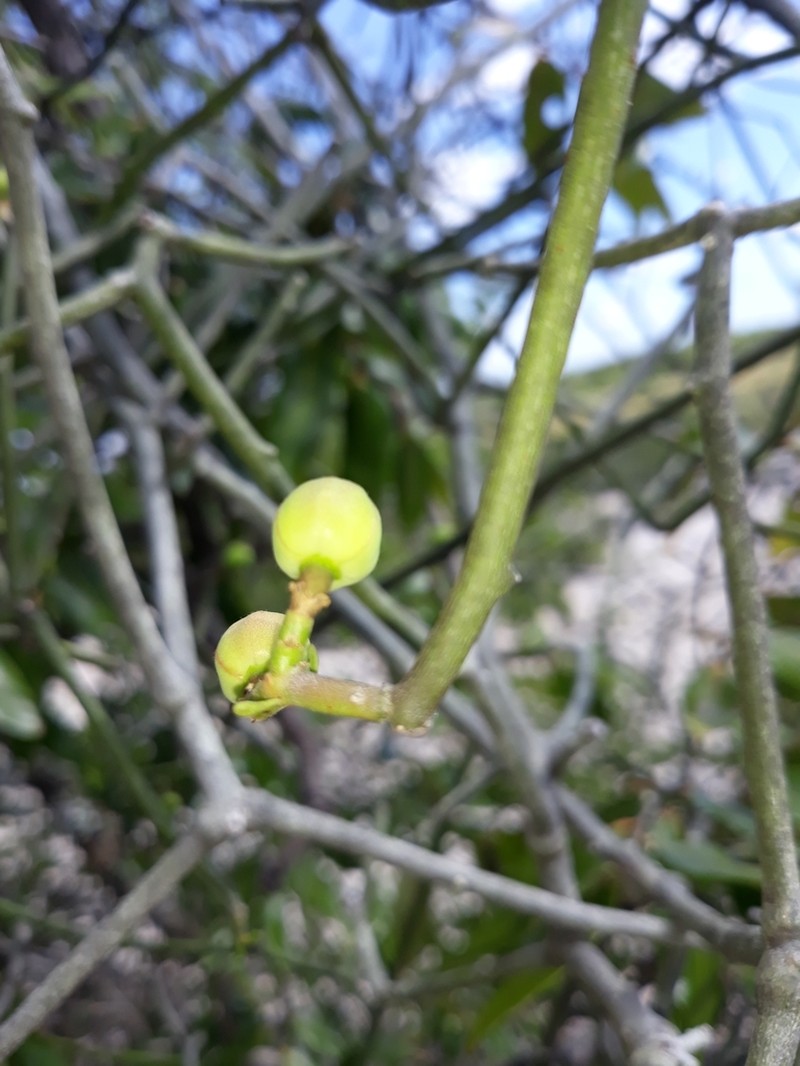 Euphorbia boinensis photo 5