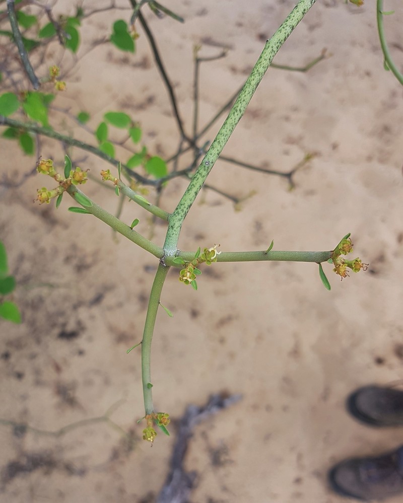 Euphorbia boinensis photo 7