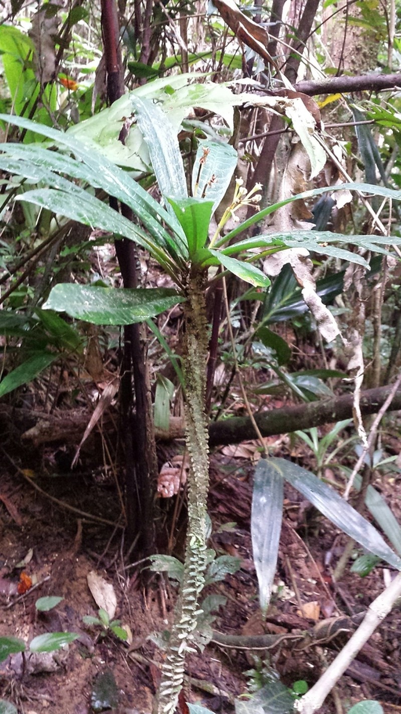 Euphorbia boissieri