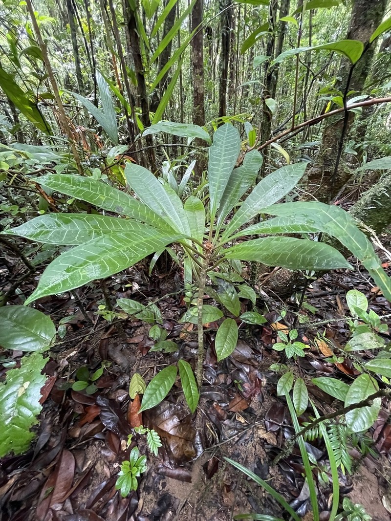 Euphorbia boissieri photo 2