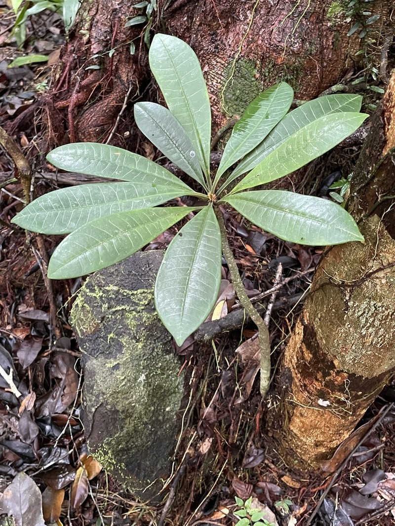 Euphorbia boissieri photo 3