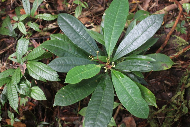 Euphorbia boissieri photo 4