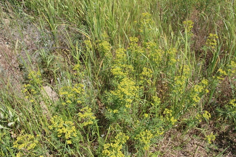 Euphorbia boissieri photo 5