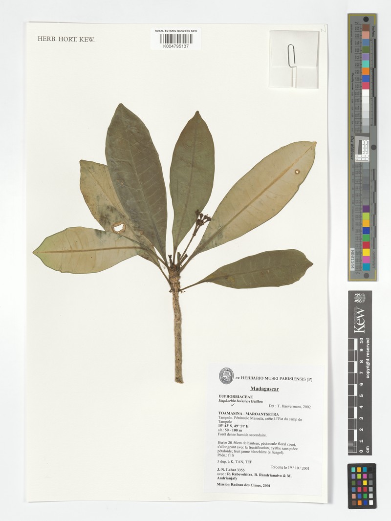 Euphorbia boissieri photo 6