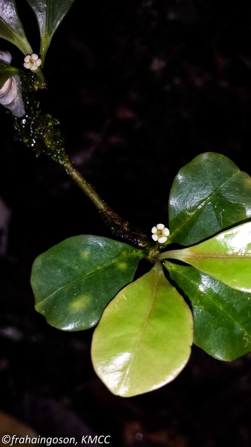 Euphorbia boivinii