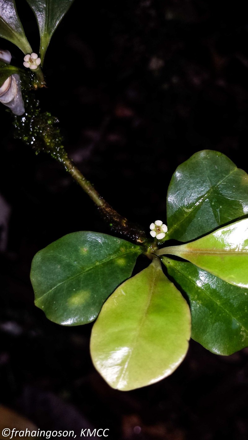 Euphorbia boivinii photo 2
